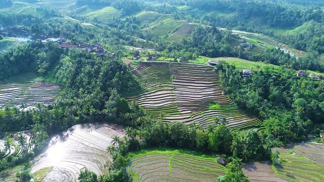 Aerial view of Tabanan Rice paddies in Tabanan, Bali, Indonesia