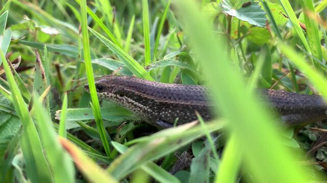 Eutropis longicaudata in a green field-animal | Chee Jeim