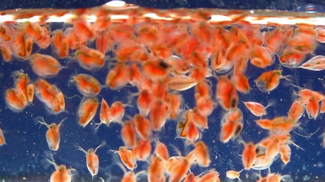 Daphnia magna, Crustacea, Cladocera - small planktonic freshwater crustaceans float in the water
