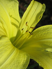 Zbliżenie na barwny kwiat liliowca (hemerocallis) © Kumulugma