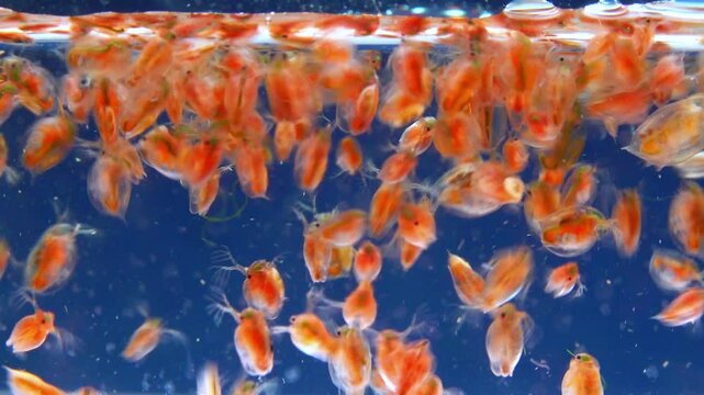 Daphnia magna, Crustacea, Cladocera - small planktonic freshwater crustaceans float in the water