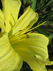 Zbliżenie na barwny kwiat liliowca (hemerocallis)