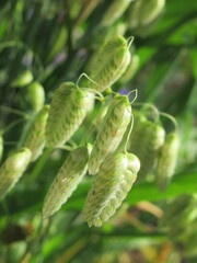 Zbliżenie na kwiaty trawy z gatunku Briza © Kumulugma