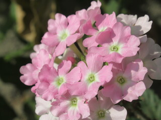 Zbliżenie na kwiaty rośliny z gatunku Verbena © Kumulugma