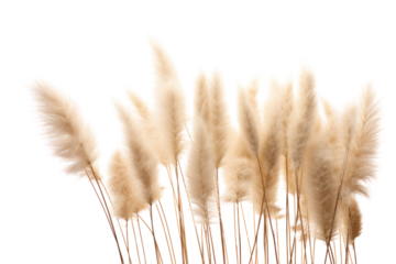 A whimsical composition of dried bunny tail grass, isolated on a white background.