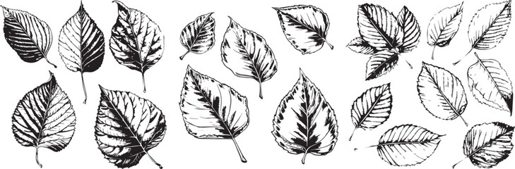 Obraz premium leaf silhouettes