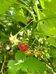 raspberries on a branch in the garden. Harvest, vitamins, growing raspberries