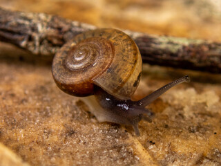 snail