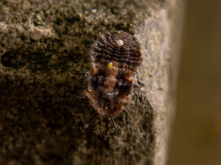insect