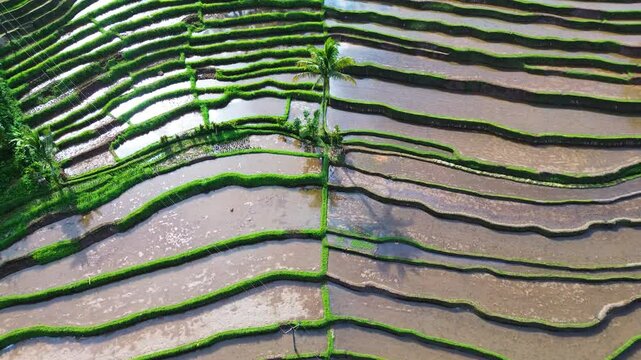 Aerial view of Tabanan Rice paddies in Tabanan, Bali, Indonesia
