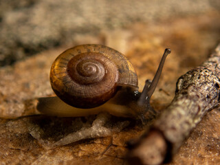 snail