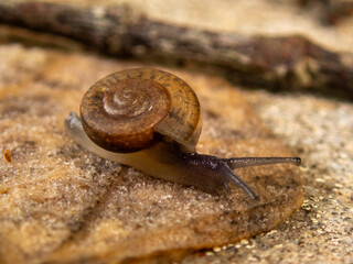 snail