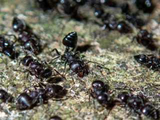ant