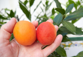 Rich and sweet apricots, the tastiest fruit