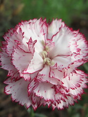 Zbliżenie na kwiaty rośliny z gatunku Dianthus © Kumulugma