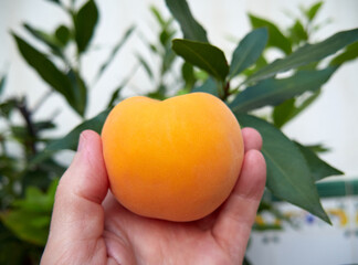 Delicious yellow peach, rich in vitamins and minerals