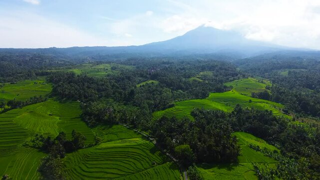 Aerial view of Tabanan Rice paddies in Tabanan, Bali, Indonesia