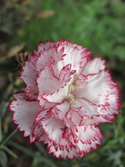 Zbliżenie na kwiaty rośliny z gatunku Dianthus © Kumulugma