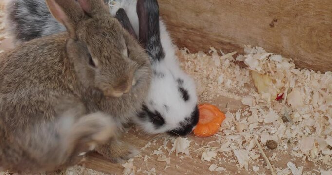 Close-up of little rabbits eating vegetables on a soft bed of sawdust at the zoo. Cute little rabbits nibble carrots in a petting zoo. Fluffy little rabbits in a petting zoo.