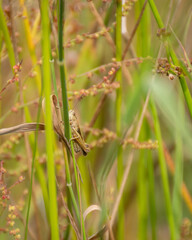 a common green grasshopper on a plant resting in The Netherlands, sallandse heuvelrug in July, 2024.