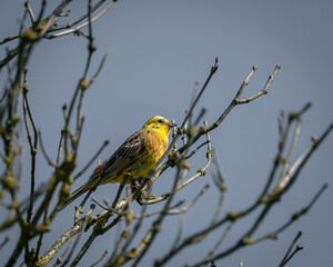 The yellowhammer (Emberiza citrinella) a bunting species, in The Netherlands, singing from a top of a bush.