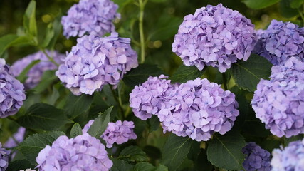 Obraz premium 淡いすみれ色の紫陽花01