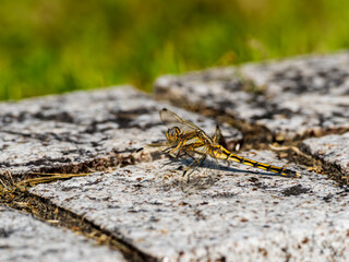 シオカラトンボのメス