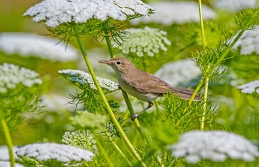 Common Reed Warbler (Acrocephalus scirpaceus) comes to Turkey to breed in summer. It is a summer migrant in Asia and Europe. It spends the winter in sub-Saharan Africa.