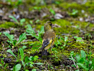 Obraz premium 地面を悪くカワラヒワ