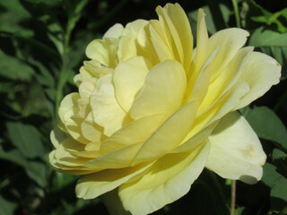 Zbliżenie na kwiat żółtej róży © Kumulugma