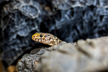 イボヨルトカゲのマクロ