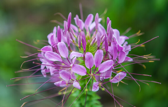 Spider flowers or cleome with clusters of pale pink or pale purple petals.