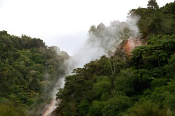 Steam rises in the Geothermal active forest