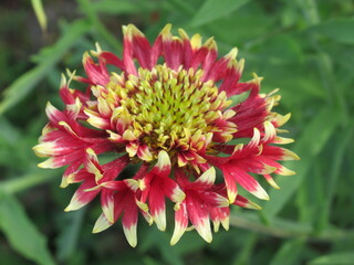 Zbliżenie na kwiaty rośliny z gatunku Gaillardia pulchella © Kumulugma