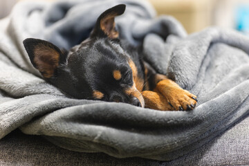 毛布で寝る犬