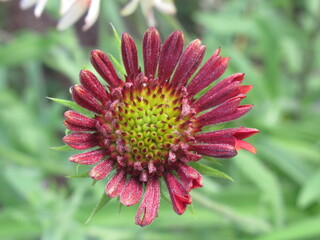 Zbliżenie na kwiaty rośliny z gatunku Gaillardia pulchella © Kumulugma