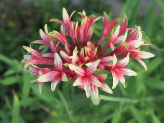 Zbliżenie na kwiaty rośliny z gatunku Gaillardia pulchella © Kumulugma