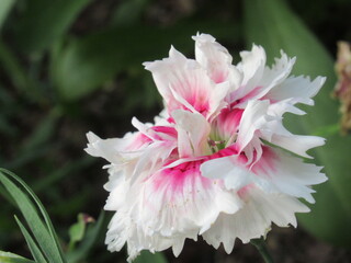 Zbliżenie na kwiaty rośliny z gatunku Dianthus © Kumulugma