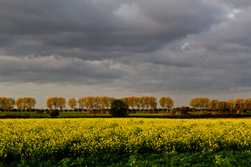 Obraz premium Agriculture in Belgium: field of yellow flowering blooming mustard seed plants
