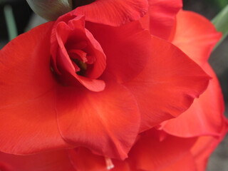 Zbliżenie na kwiat rośliny z gatunku Gladiolus © Kumulugma