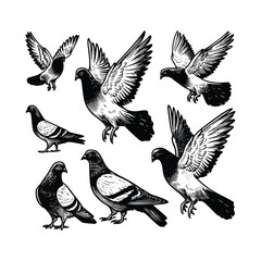 hand drawn set Illustration of Pigeon. Vintage engraving Pigeon vector illustration isolated on white background
