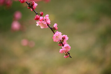 Peach trees blossom in spring