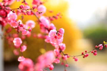 Peach trees blossom in spring