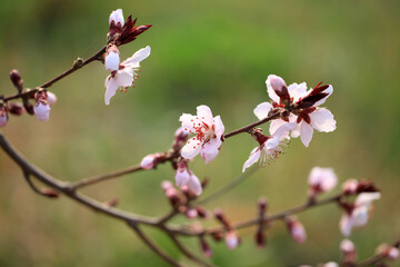Peach trees blossom in spring
