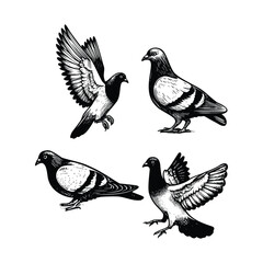 hand drawn set Illustration of Pigeon. Vintage engraving Pigeon vector illustration isolated on white background