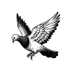 hand drawn Illustration of Pigeon. Vintage engraving Pigeon vector illustration isolated on white background