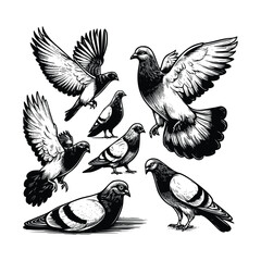 hand drawn set Illustration of Pigeon. Vintage engraving Pigeon vector illustration isolated on white background