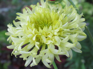 Zbliżenie na kwiaty rośliny z gatunku Gaillardia pulchella © Kumulugma