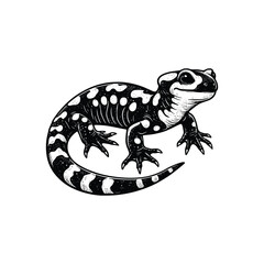 hand drawn Illustration Gecko . vintage engraving black and gecko vector illustration isolated on white background