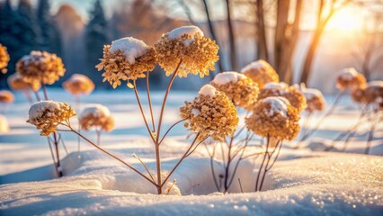 Serene winter scenery featuring delicate dry hydrangea flowers and twigs against a soft, snowy backdrop, warm calm light, shallow focus.